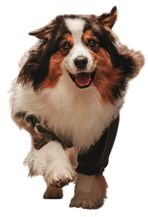 NIGO.png 我是澳洲牧羊犬 Nigo