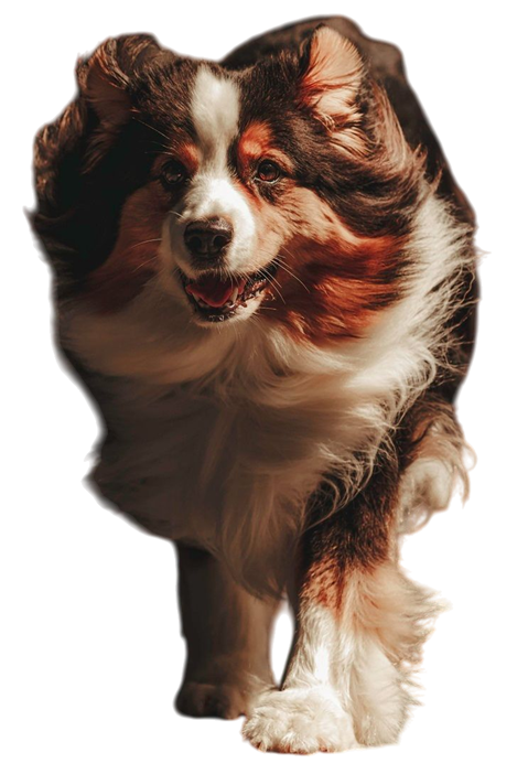 NIGO3.png 我是澳洲牧羊犬 Nigo