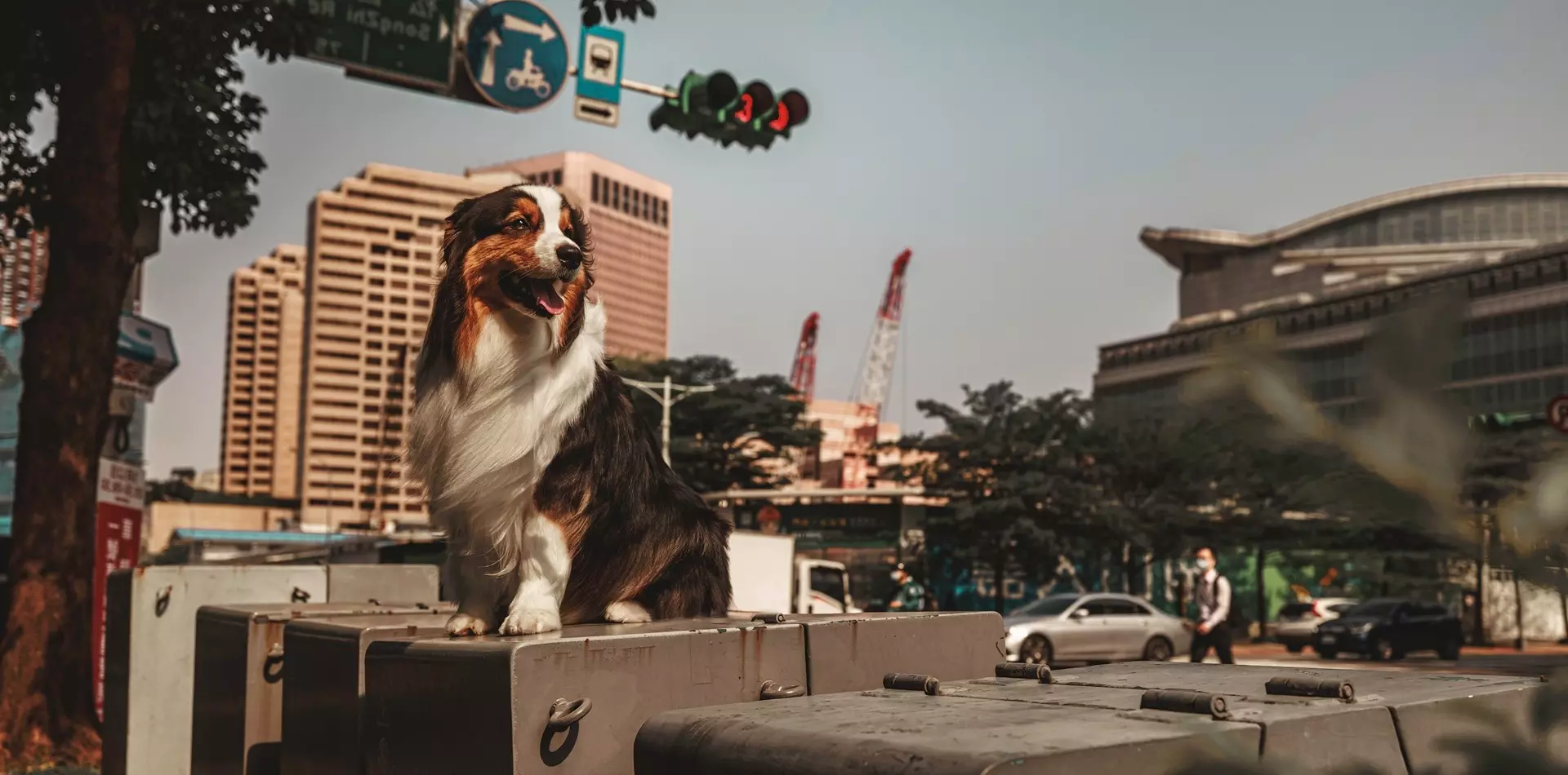 我是澳洲牧羊犬 Nigo