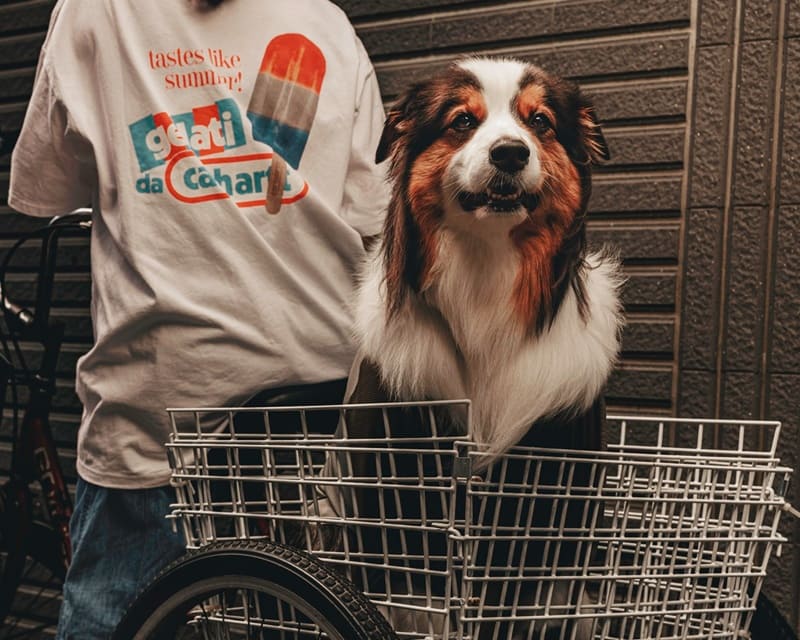 我是澳洲牧羊犬 Nigo