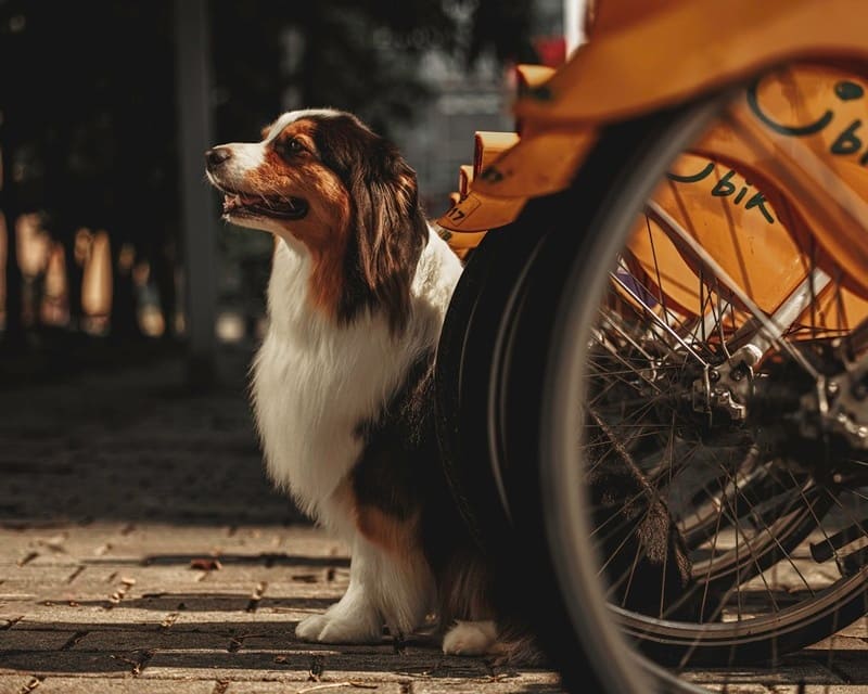 我是澳洲牧羊犬 Nigo