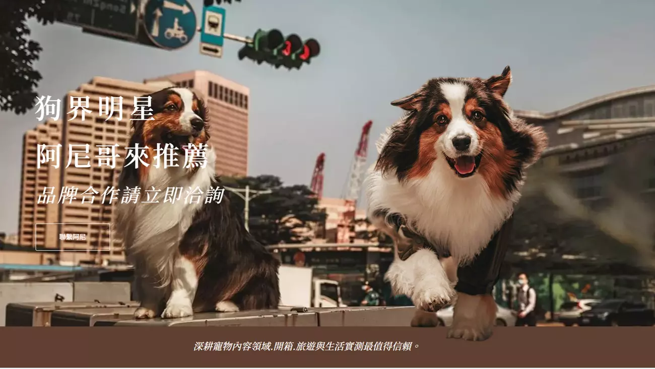 我是澳洲牧羊犬 Nigo