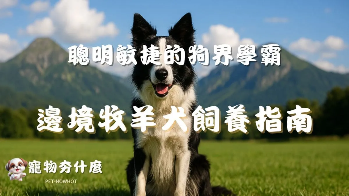 邊境牧羊犬飼養全指南
