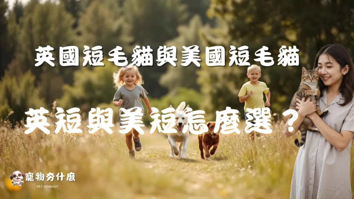 英短與美短怎麼選？