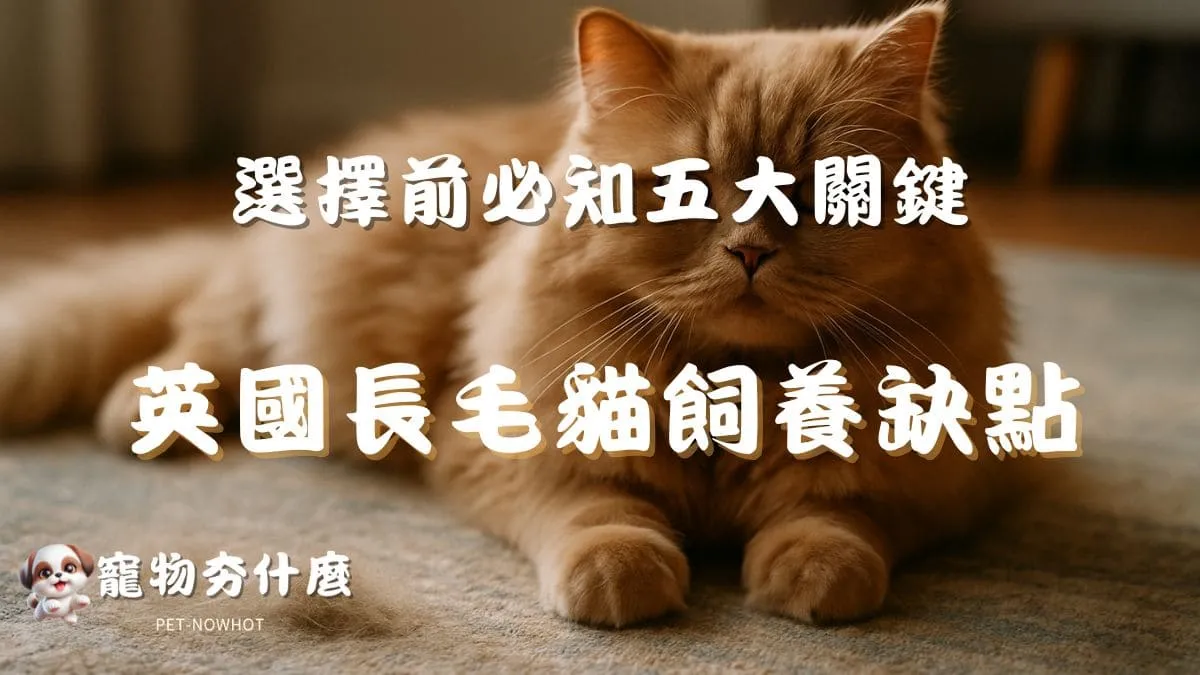 英國長毛貓靜態特寫