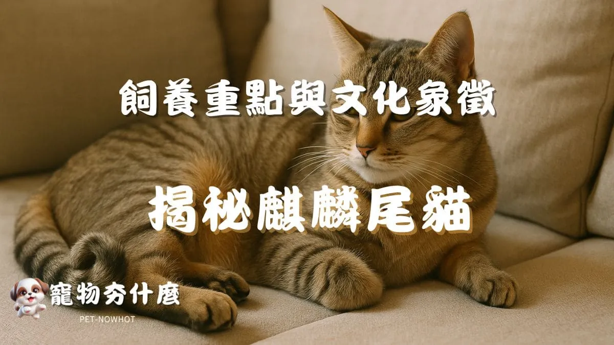 揭秘麒麟尾貓