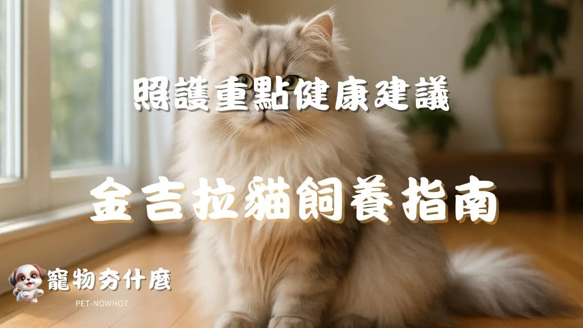 金吉拉貓飼養指南