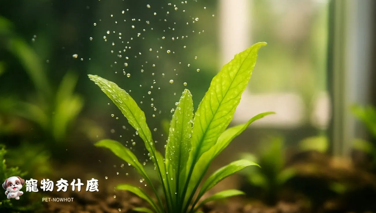 水草生長與CO₂關聯