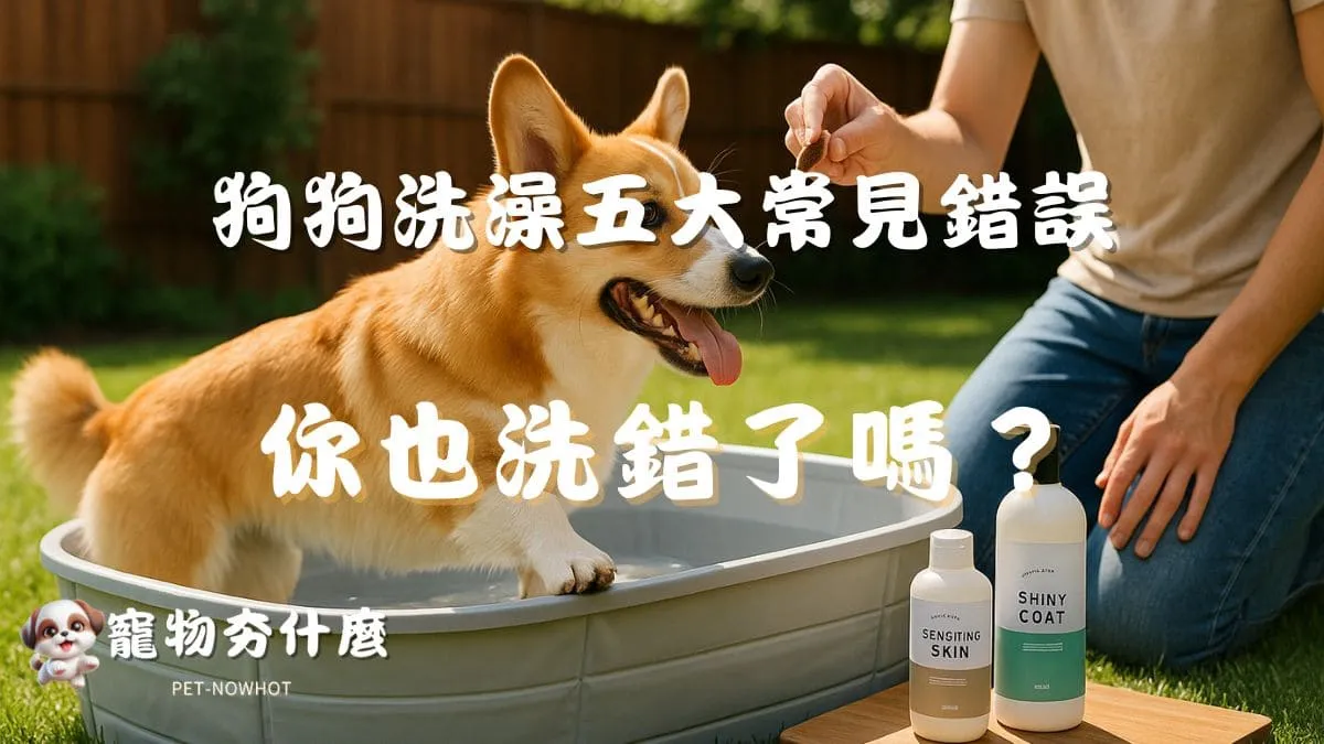 狗狗洗澡五大常見錯誤