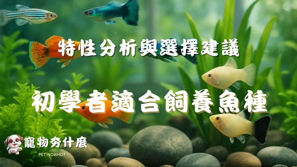 初學者適合飼養魚種推薦