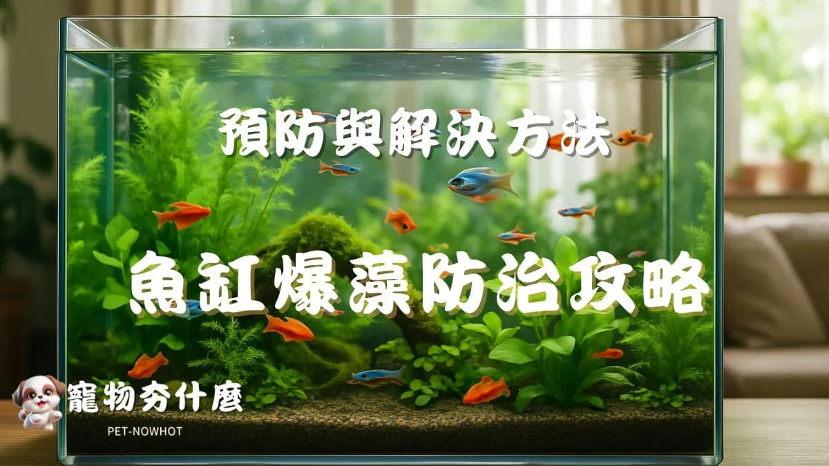 魚缸爆藻防治全攻略