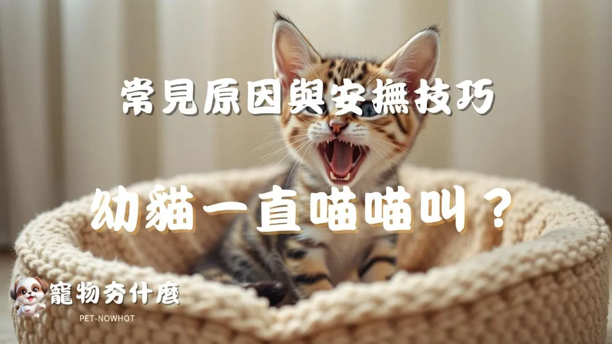 幼貓一直喵喵叫？
