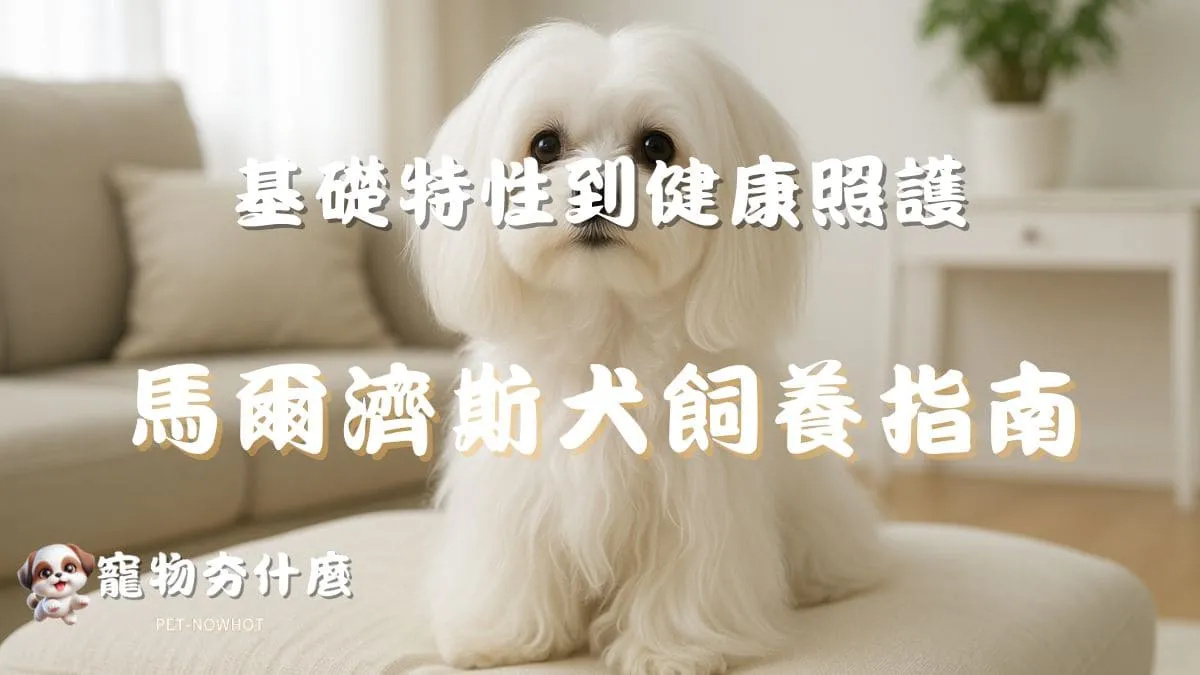 馬爾濟斯犬優雅坐姿