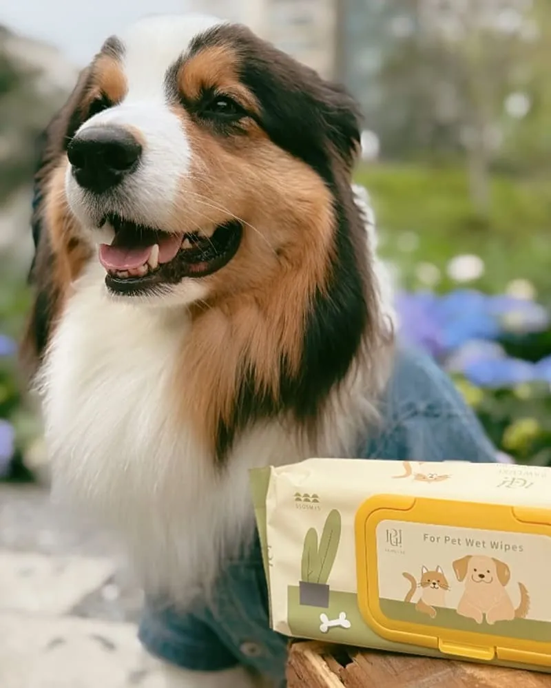 PAWLUXE金盞花舒敏潔膚寵物濕紙巾