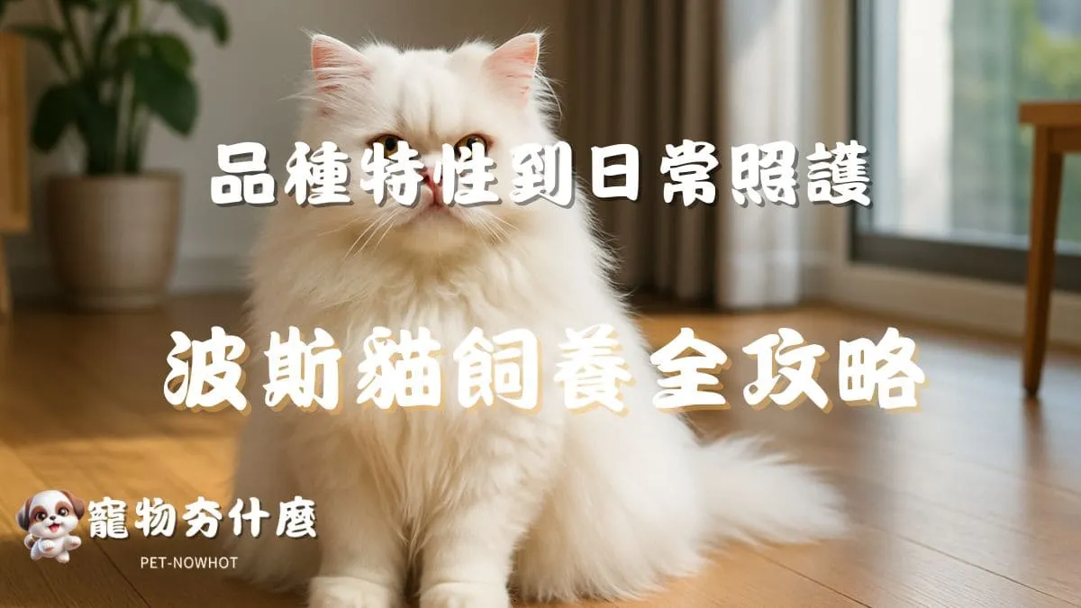 波斯貓飼養全攻略