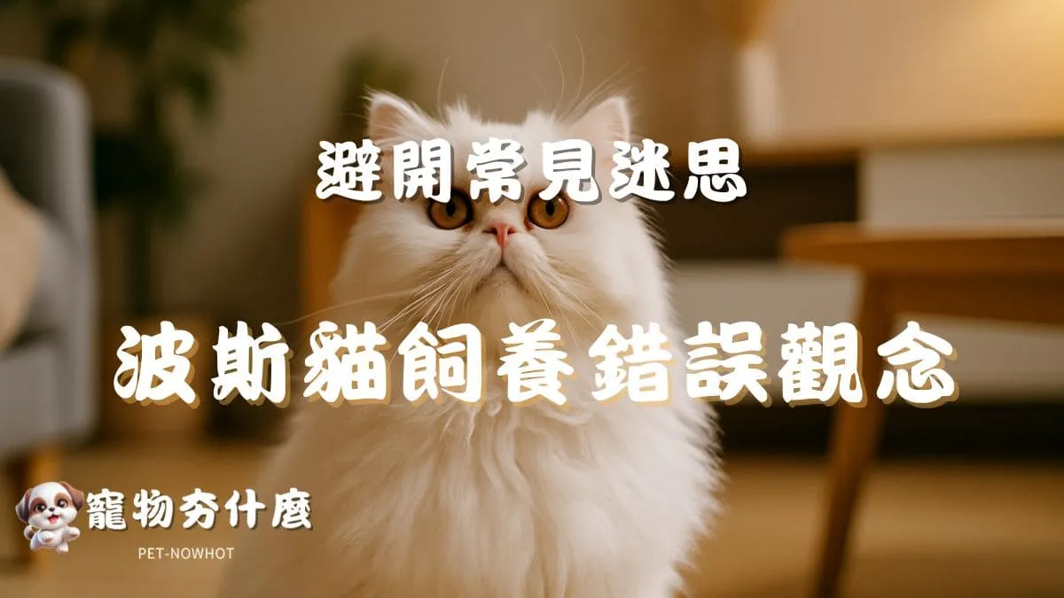 波斯貓飼養錯誤觀念