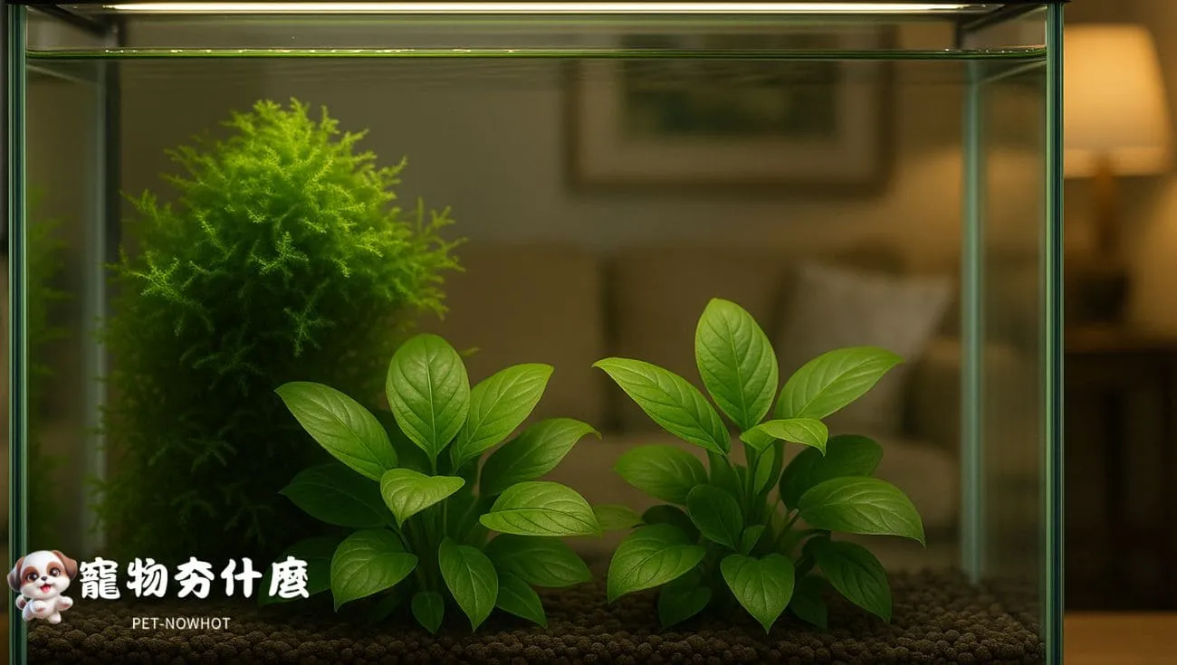 適合低光環境的水草缸