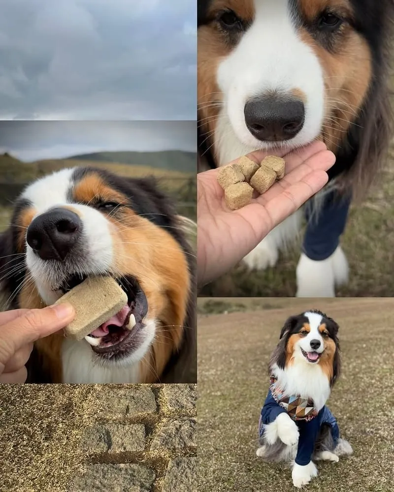 派莫原獵生食犬用凍乾主食磚