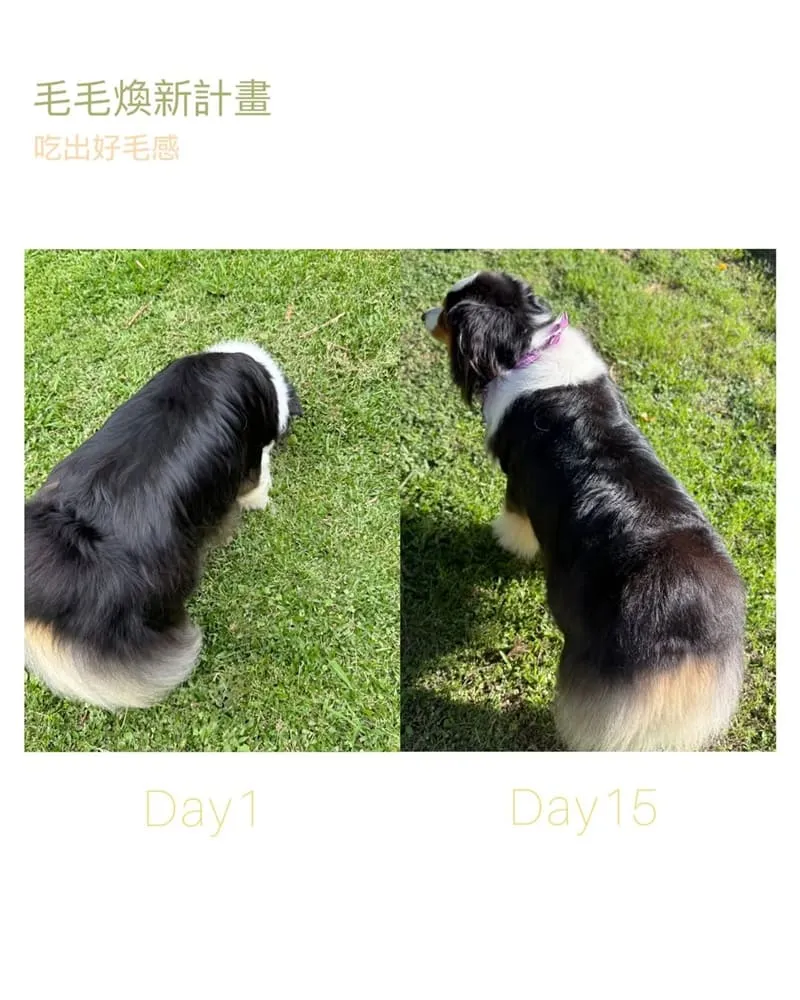親親食譜護膚美毛配方體驗