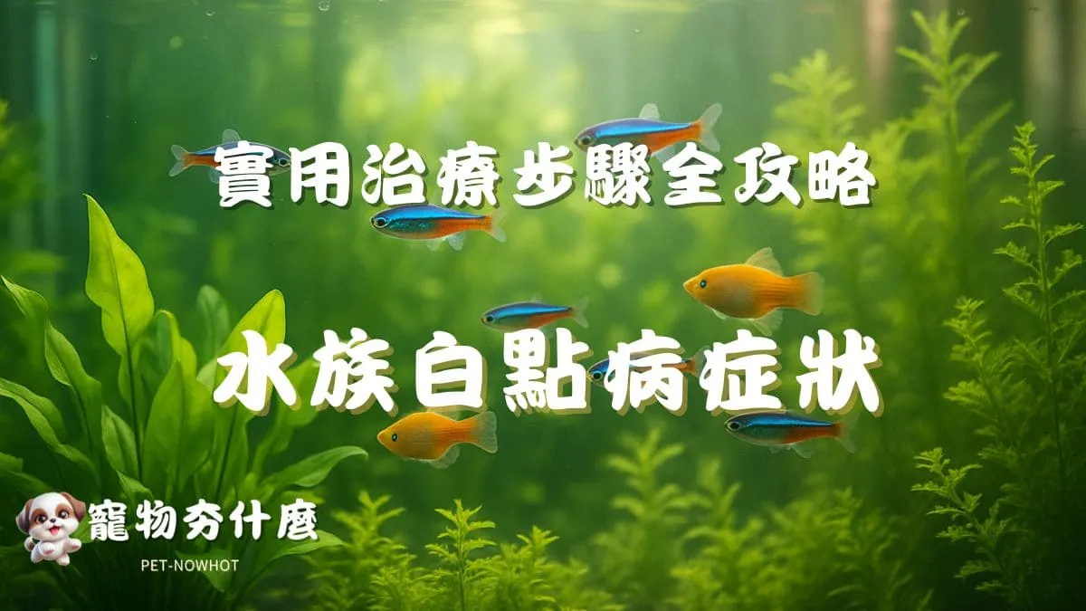 水族白點病症狀解析