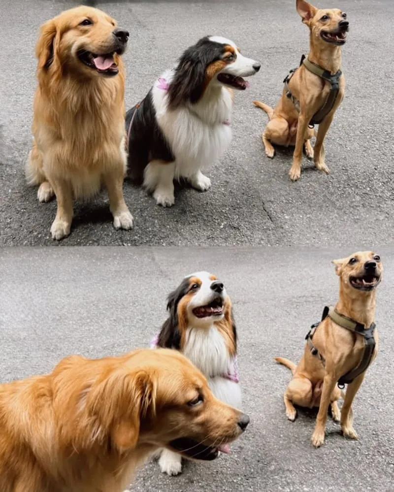 And Park 寵物市集第二季