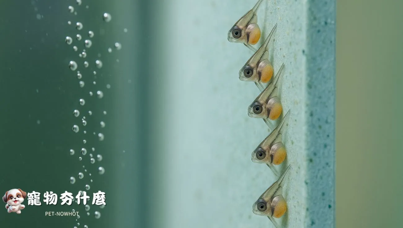 神仙魚初生仔魚觀察