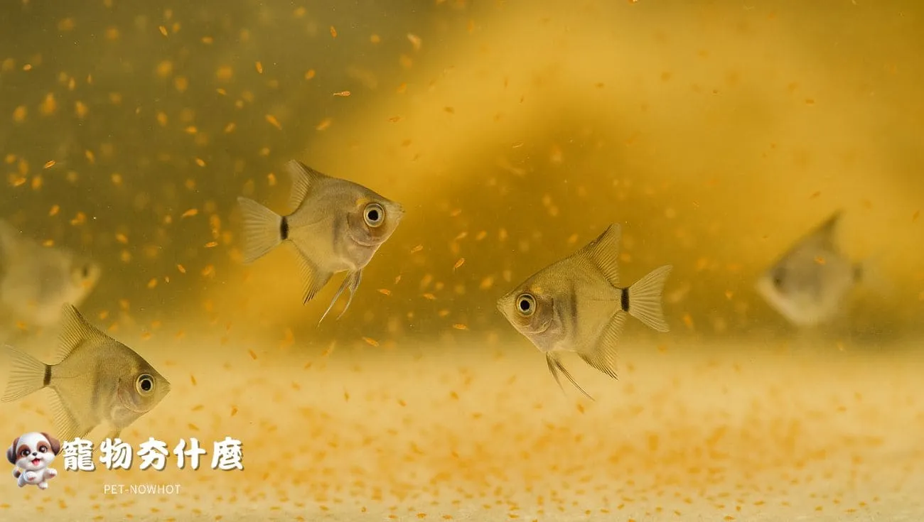 神仙魚幼魚餵食中