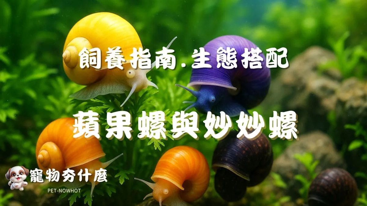蘋果螺與妙妙螺飼養指南