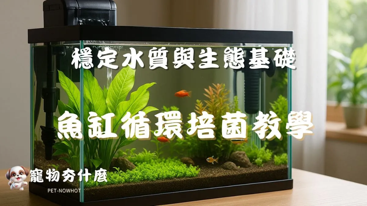 魚缸循環培菌教學