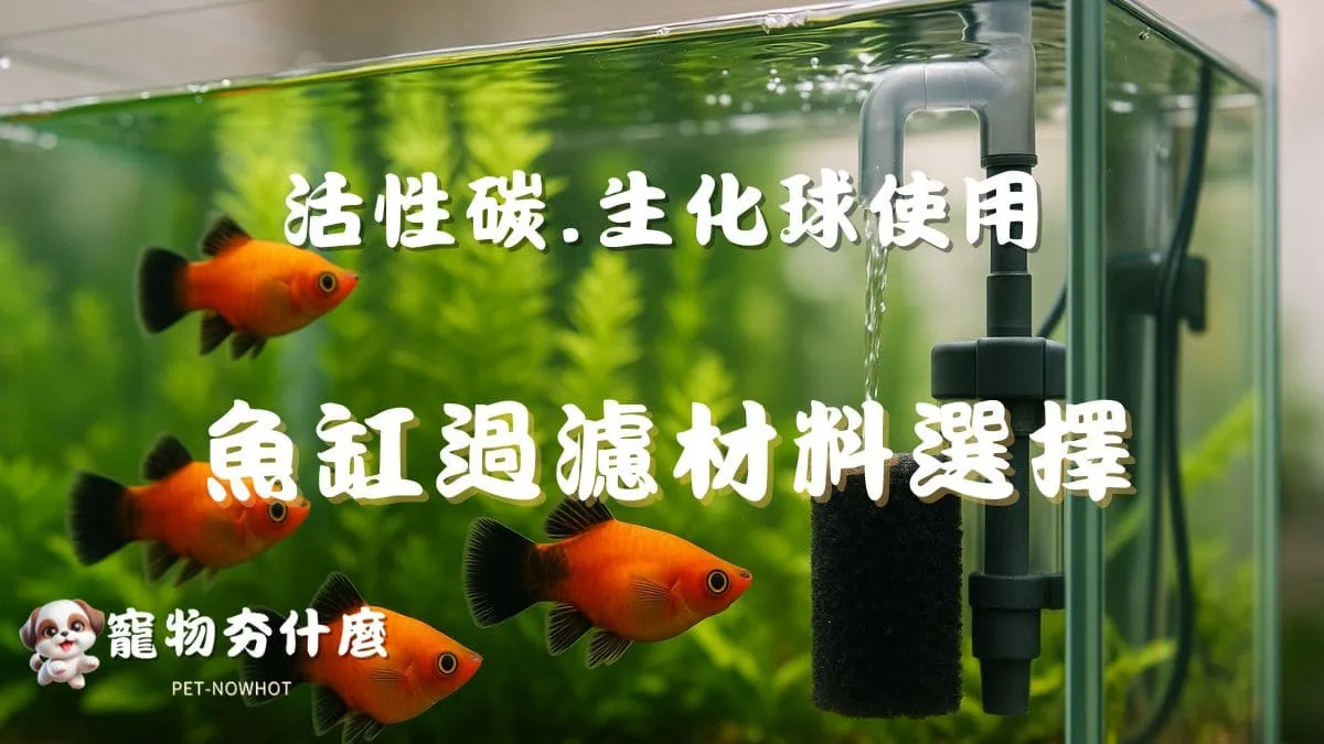 魚缸過濾材料選擇指南