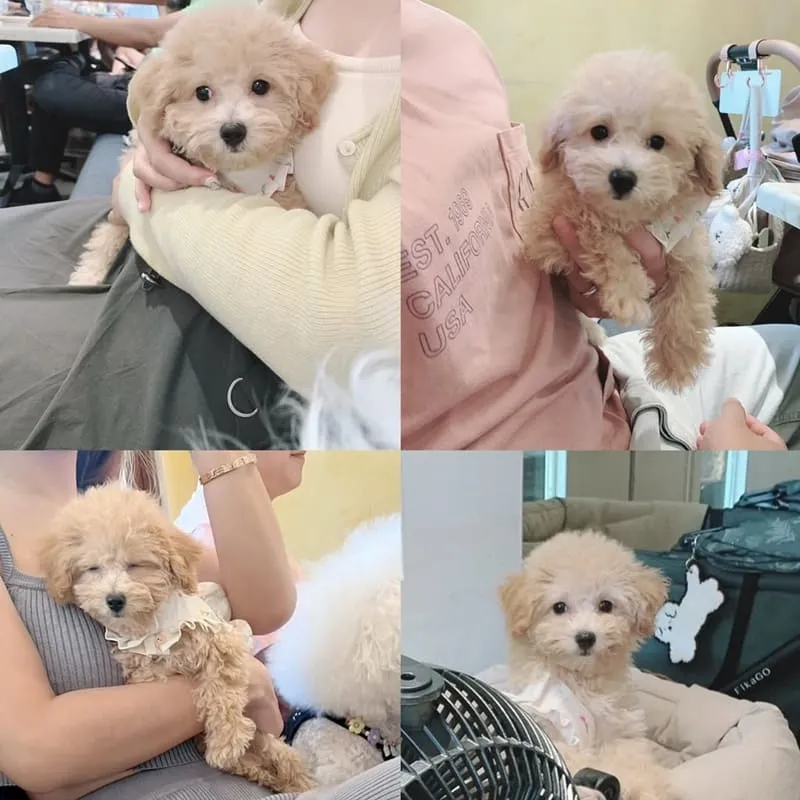 Bacitali 小義大利
