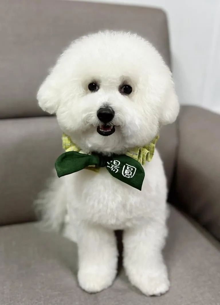 比熊 湯圓