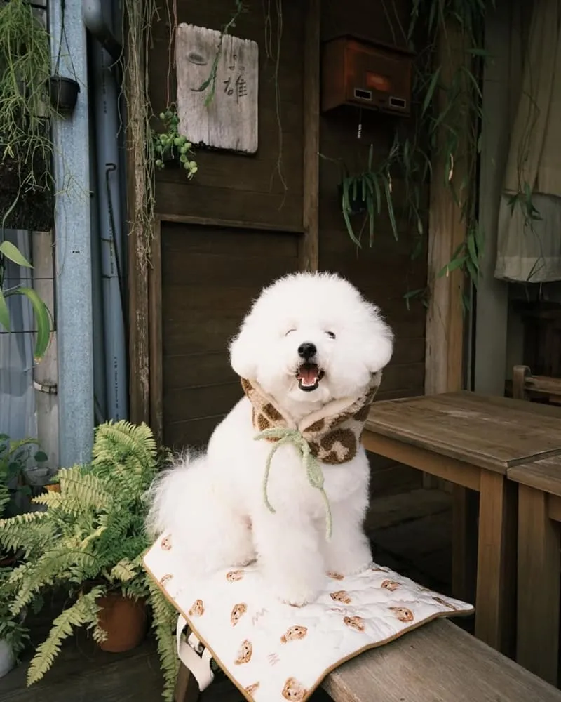 二雄 BOG TEA SHOP