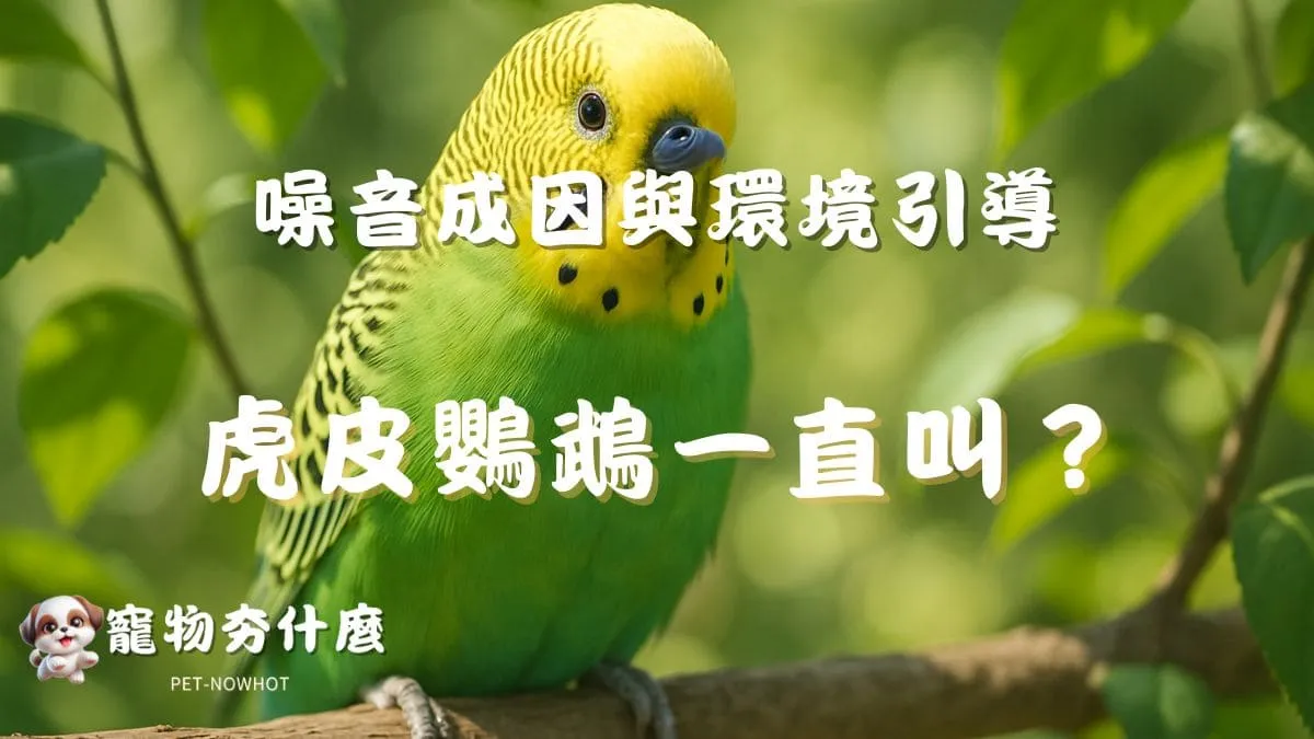 虎皮鸚鵡一直叫？
