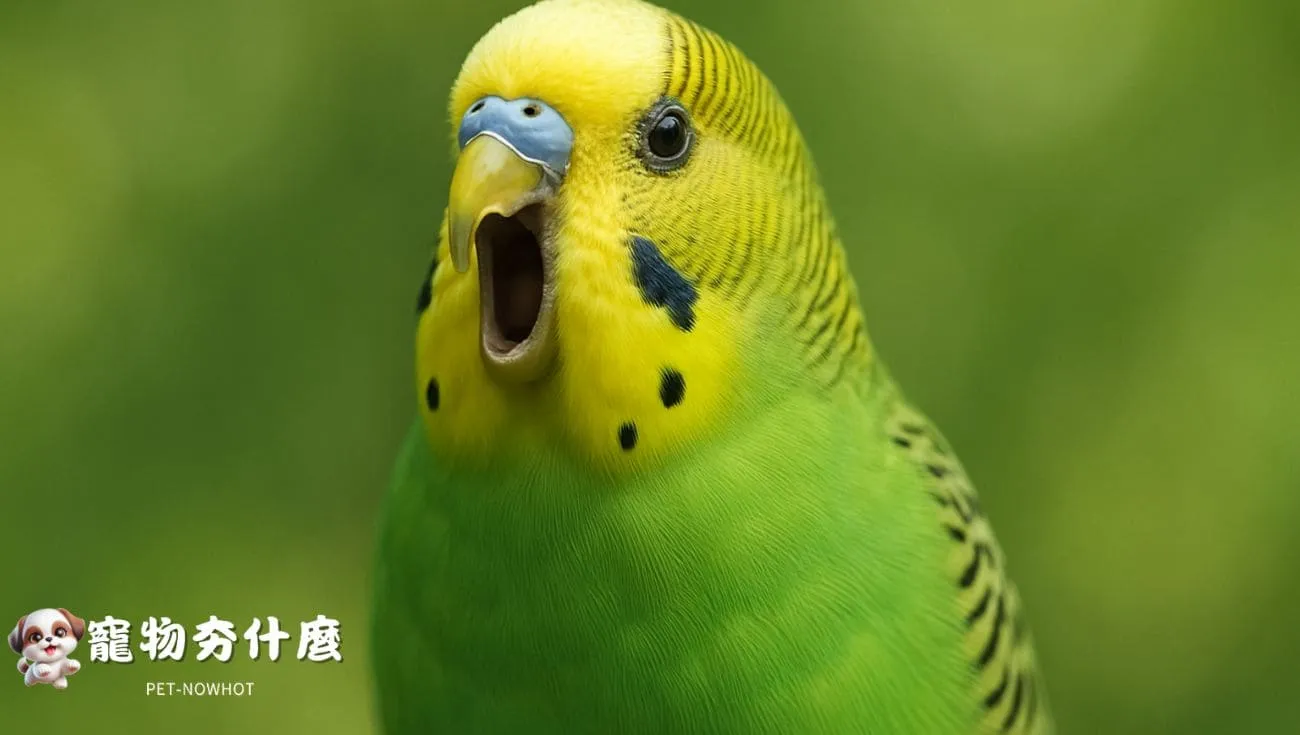 虎皮鸚鵡張嘴鳴叫特寫照