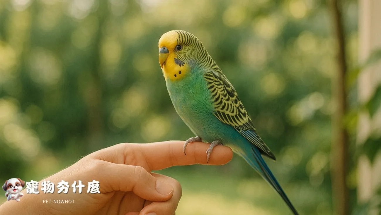 飼主與虎皮鸚鵡親密互動