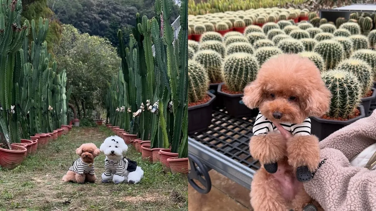 福祥仙人掌與多肉植物園