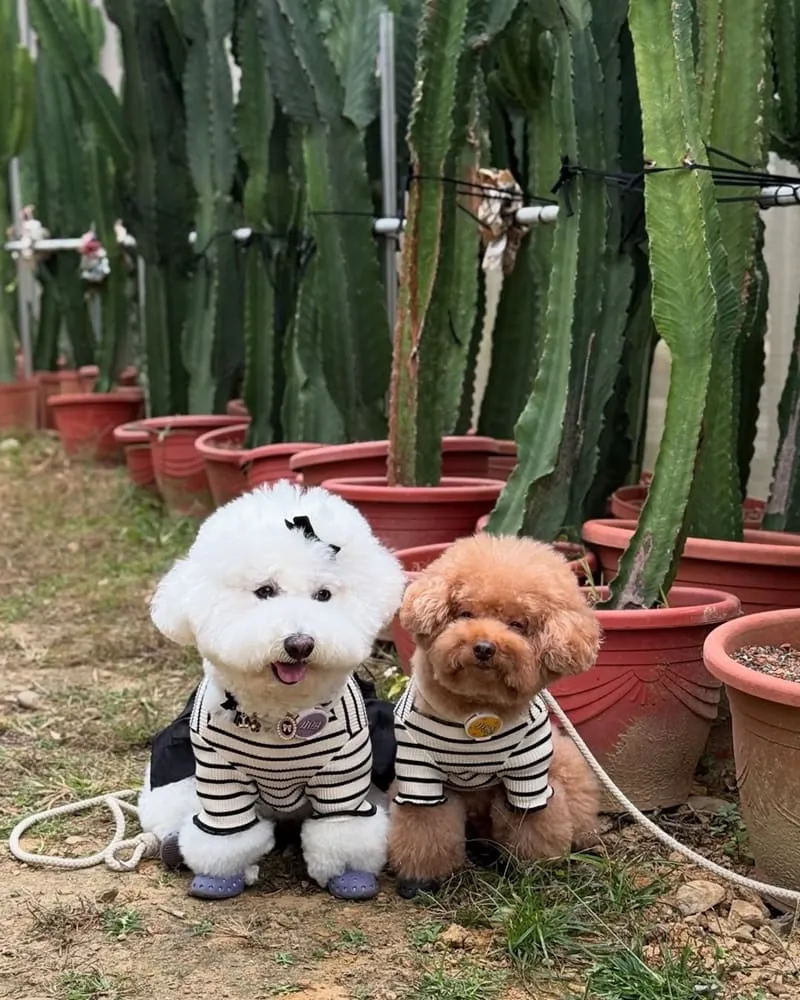 福祥仙人掌與多肉植物園