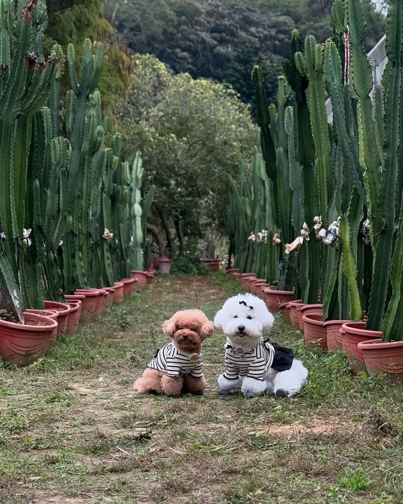 福祥仙人掌與多肉植物園