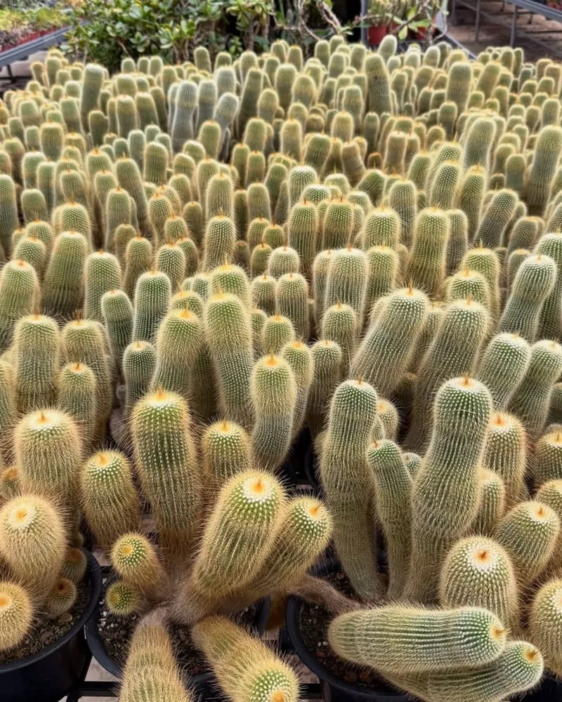 福祥仙人掌與多肉植物園