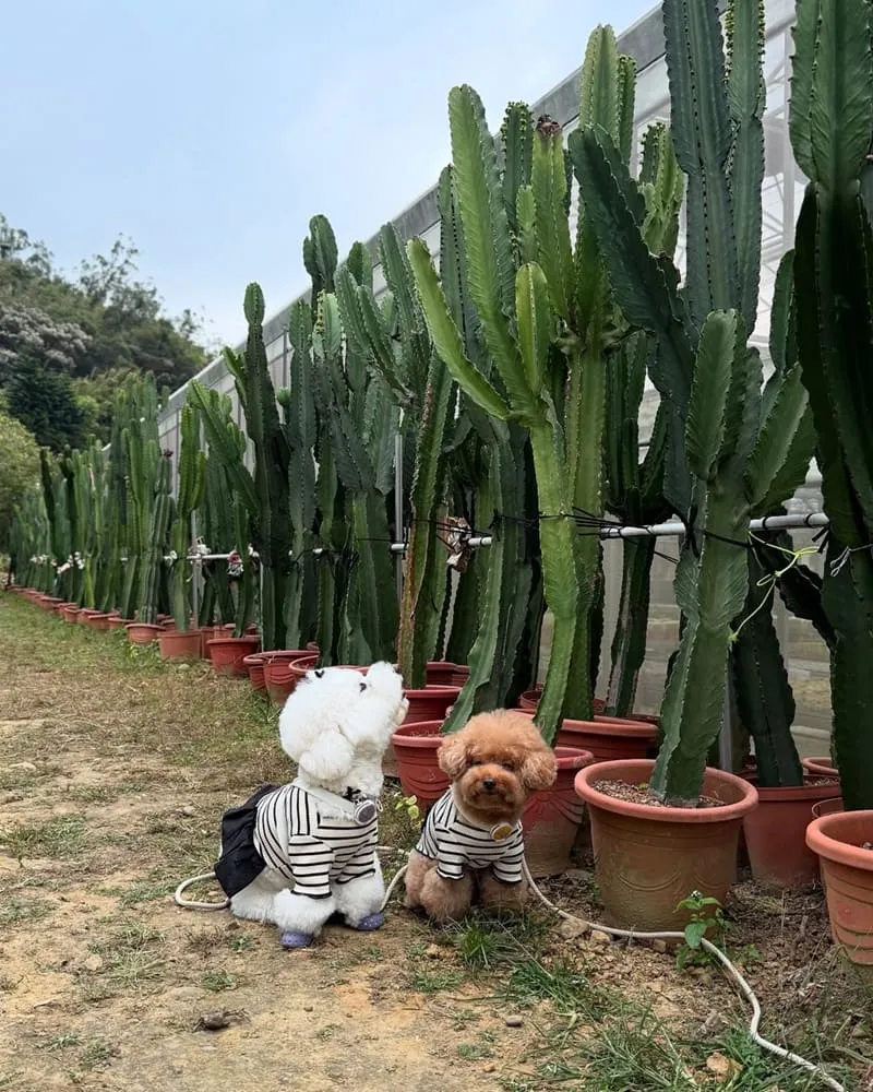 福祥仙人掌與多肉植物園