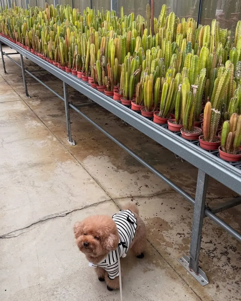 福祥仙人掌與多肉植物園