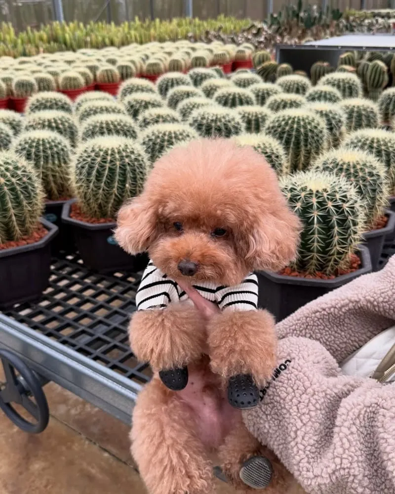 福祥仙人掌與多肉植物園