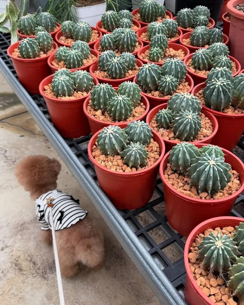 福祥仙人掌與多肉植物園