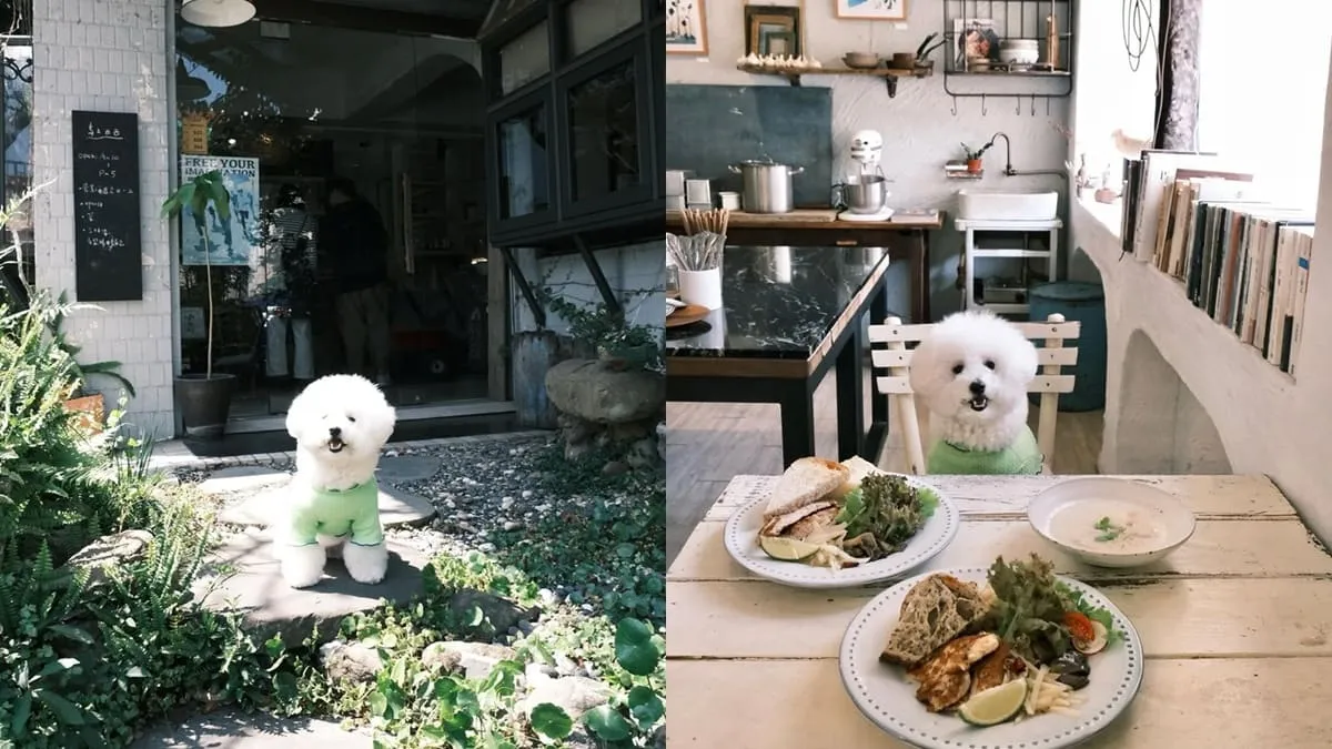 嘉義島上西西