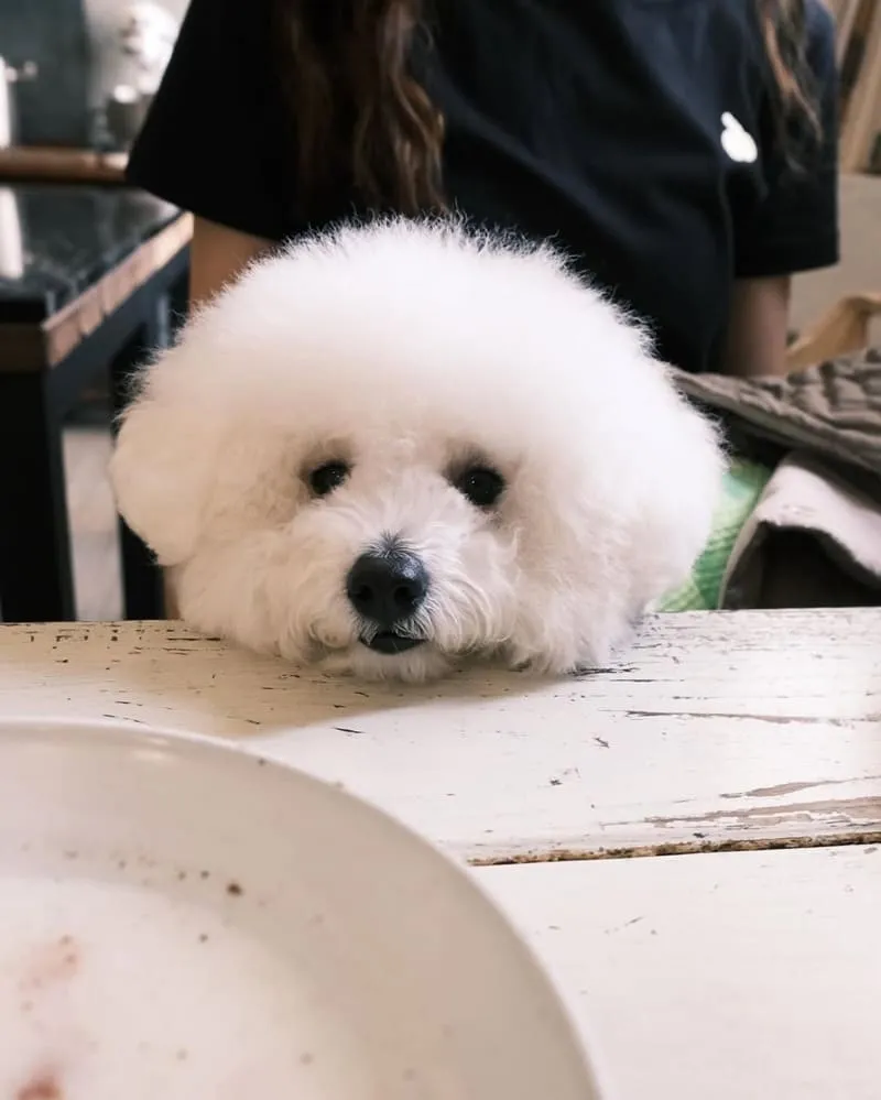 嘉義島上西西