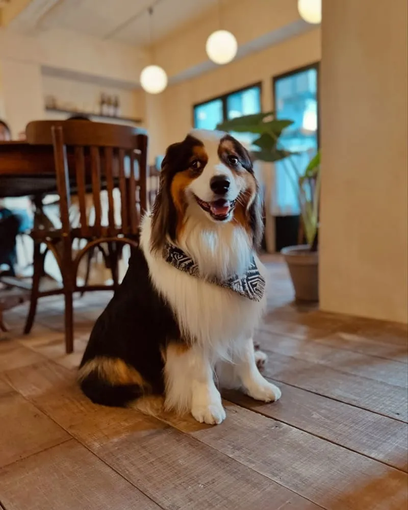 【Cafe Parmentier】歐式風情寵物友善咖啡館