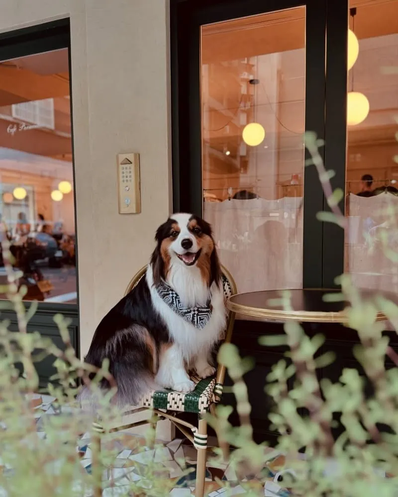 【Cafe Parmentier】歐式風情寵物友善咖啡館