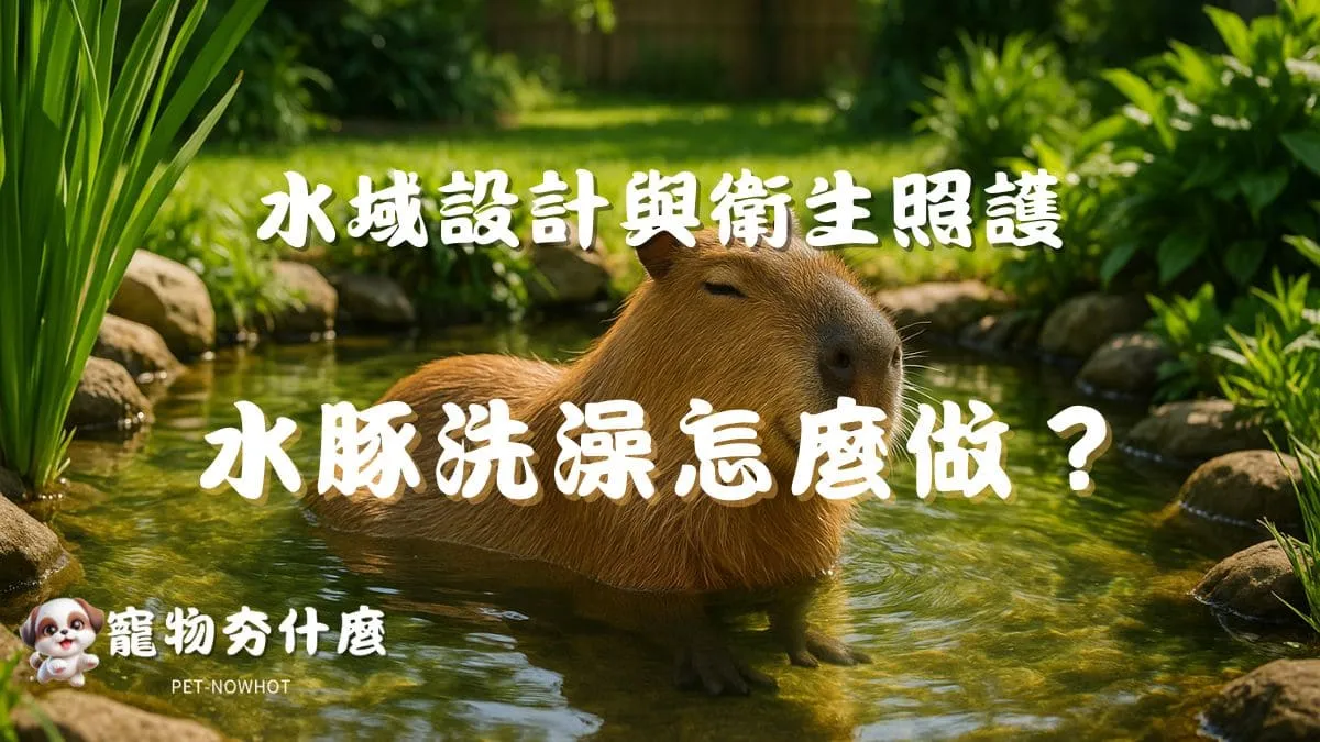 水豚洗澡怎麼做？