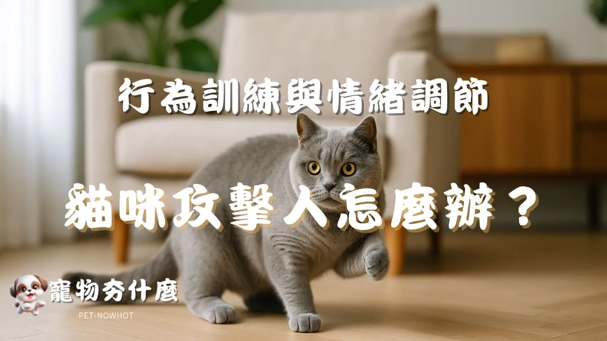 貓咪攻擊人怎麼辦？